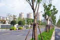 Road and Street trees