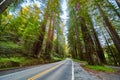 Road through stunning Redwoods Avenue of Giants