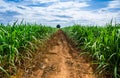 Road in Sugarcane farm. Royalty Free Stock Photo