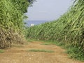 Road in Sugarcane farm and blue sky. Royalty Free Stock Photo