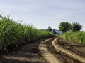 Road in Sugarcane farm and blue sky Royalty Free Stock Photo
