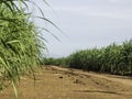 Road in Sugarcane farm and blue sky Royalty Free Stock Photo