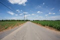 Road in sugarcane farm with blue sky Royalty Free Stock Photo