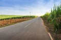 Road and Sugarcane field agriculture tropical farm landscape Royalty Free Stock Photo