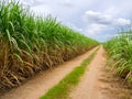 Road in sugarcane firld