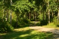 The road in the summer birch forest.