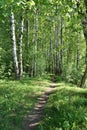Road in the summer forest Royalty Free Stock Photo