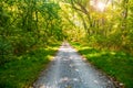 road in the summer forest. The shadow of the trees falls on the dirt road Royalty Free Stock Photo