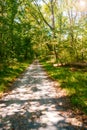 road in the summer forest. The shadow of the trees falls on the dirt road Royalty Free Stock Photo