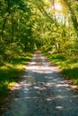 road in the summer forest. The shadow of the trees falls on the dirt road Royalty Free Stock Photo
