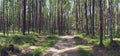 Road in summer forest on a Sunny day. Royalty Free Stock Photo