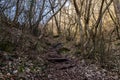 Road in the sunny forest, with shadow Royalty Free Stock Photo