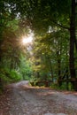 Road at sunset