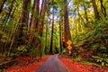 Road surrounded by huge sequoia trees in redwoods forest of Russian River