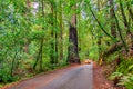 Road surrounded by huge sequoia trees in redwoods forest of Russian River