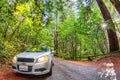 Road surrounded by huge sequoia trees in redwoods forest of Russian River