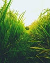 Road through paddy fields Royalty Free Stock Photo