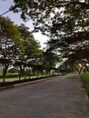 Road surrounded by tall trees