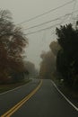 Road surrounded by trees on a misty mysterious day