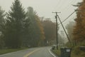 Road surrounded by trees on a misty mysterious day