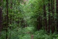 The road is surrounded by very tall and shady trees. Pine forest. Forest road as a green tunnel