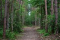 The road is surrounded by very tall and shady trees. Pine forest. Forest road as a green tunnel