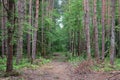 The road is surrounded by very tall and shady trees. Pine forest. Forest road as a green tunnel