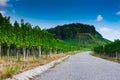 Road surrounded by vineyards with a mountain covered in greenery under a blue sky on the background Royalty Free Stock Photo