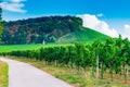 Road surrounded by vineyards with a mountain covered in greenery under a blue sky on the background Royalty Free Stock Photo