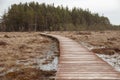 Road in the swamp. wooden path in the woods.