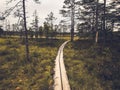 Path in the swamps. Royalty Free Stock Photo