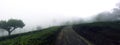 The road among the tea plantations in the fog Royalty Free Stock Photo