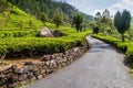 Road through tea plantations in mountains near Haputale, Sri Lan