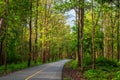 Road in Teak Forest