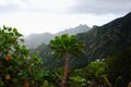 Road TF-12 in Anaga Rural Park - peaks with ancient forest on Te Royalty Free Stock Photo