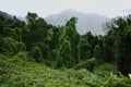 Road TF-12 in Anaga Rural Park - peaks with ancient forest on Te Royalty Free Stock Photo