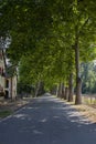 Road between thegreen trees at summer Royalty Free Stock Photo