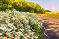 The road between the thickets of daisies and the golden wheat field Royalty Free Stock Photo