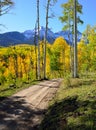 Road though the forest of yellow aspens