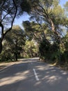 Road though park forest Marjan