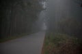 Road thru the misty forest