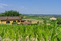 Road to Antignano and San Martino Alfieri, Asti, in Monferrato Royalty Free Stock Photo