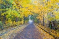 Road to the autumn forest. Autumn forest with country road. Colorful landscape with trees, rural roads, orange and red leaves, the