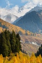 Road to the Big Almaty Lake. Golden autumn mixed forest (fir-trees, birches, pines) on hills in the Zailiyskiy Alatau Royalty Free Stock Photo