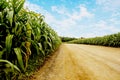 road to corn fields. Royalty Free Stock Photo