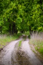 The road to the edge of the forest