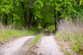 The road to the edge of the forest