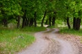 The road to the edge of the forest