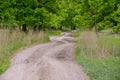 The road to the edge of the forest