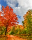 Road to Fall, Scenic Drive , Hartwick Pines State Park, near Grayling, MI Royalty Free Stock Photo